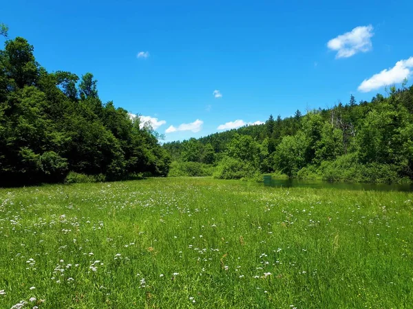 スロベニアのノトランスカ地方にあるラコフ スコジャンの白い花の美しい牧草地 側面にはラック川 背景には林冠 — ストック写真