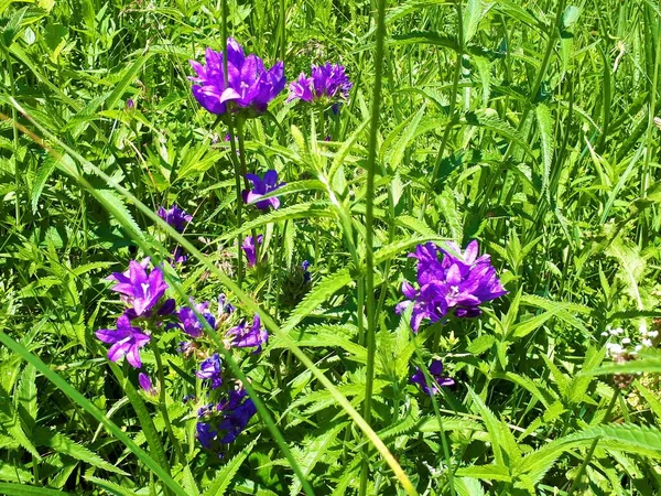 Purple Blooming Bristly Bellflower Campanula Cervicaria Growing Tall Grass — Stock Photo, Image