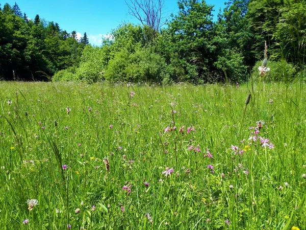 Beautiful grassland with pink ragged-robin (Lychnis flos-cuculi) flowers and bush vegetation in the back