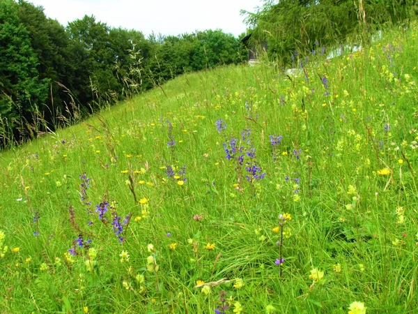 五颜六色的草地 有黄色的蝴蝶和紫色的花草甸或草甸鼠尾草 Salvia Pratensis — 图库照片