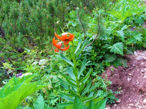 Close Orange Carniolan Lily Lilium Carniolicum Flower — Stock Photo, Image