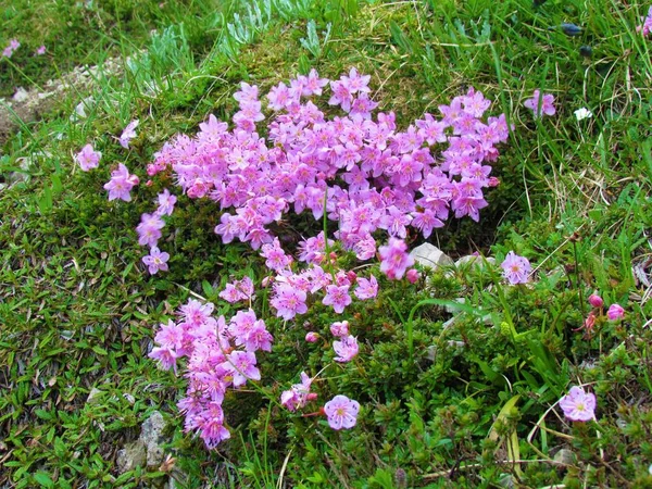 Close Pink Blooming Rhodothamnus Chamaecistus Flowers — Stock Photo, Image