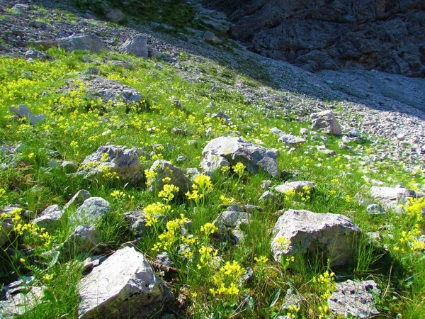 Alpská Louka Kamením Žlutě Kvetoucími Květy Hořčice Biscutella Laevigata Juliánských — Stock fotografie