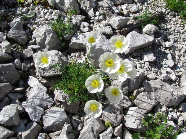 Close White Alpine Poppy Dwarf Poppy Papaver Alpinum — Stock Photo, Image