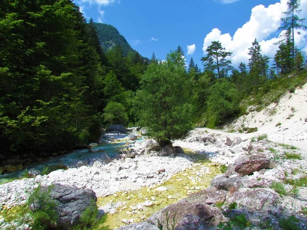 Krnica Creek Alpach Julijskich Parku Narodowym Triglav Słowenii Białą Wierzbą — Zdjęcie stockowe