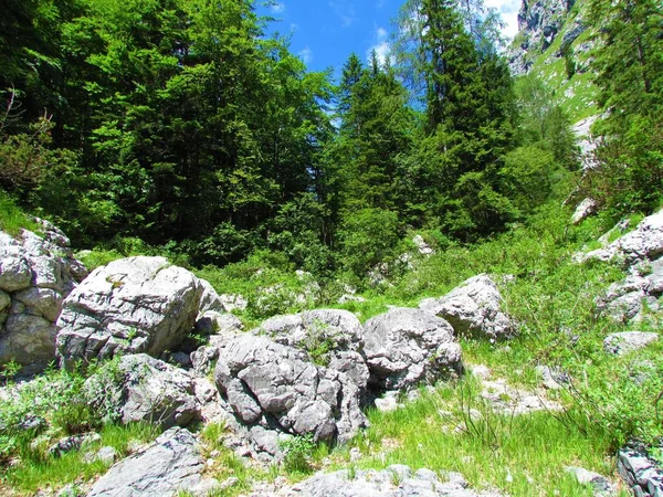 Große Findlinge Oder Eiszeitliche Findlinge Stehen Sommer Den Julischen Alpen — Stockfoto