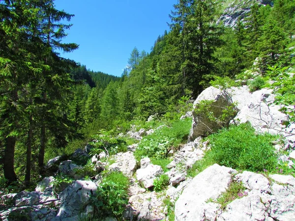 Trail Leading Alpine Landscape Large Rocks Surrounded Spruce Larch Forest — Stock Photo, Image