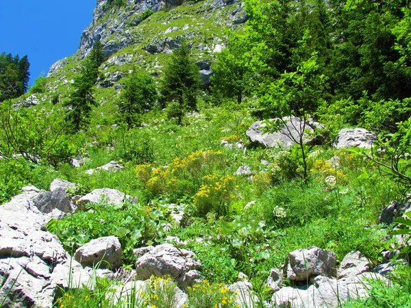 Alpenlandschap Met Grote Rotsen Gele Bloeiende Genista Radiata Struikbloei Julian — Stockfoto