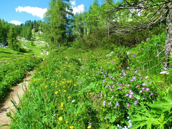 Stezka Vedoucí Kolem Modřínového Lesa Alpské Louky Žlutým Máslovcem Fialovým — Stock fotografie
