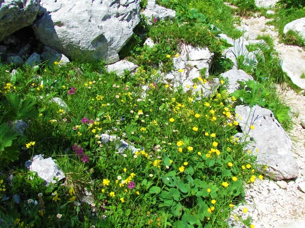 郁郁葱葱的高山草甸 白色和粉色的花朵环绕着朱利安阿尔卑斯山上的岩石 — 图库照片