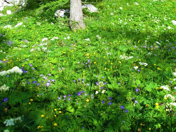 Üppiger Wildgarten Mit Gelb Blühenden Ranunkelblüten Und Blauem Waldkranich Waldgeranien — Stockfoto