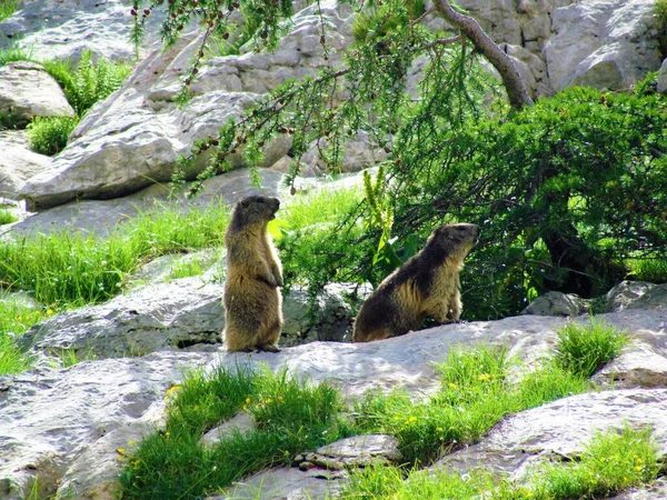 Para Alpejskiego Świstaka Marmota Marmota Warcie — Zdjęcie stockowe