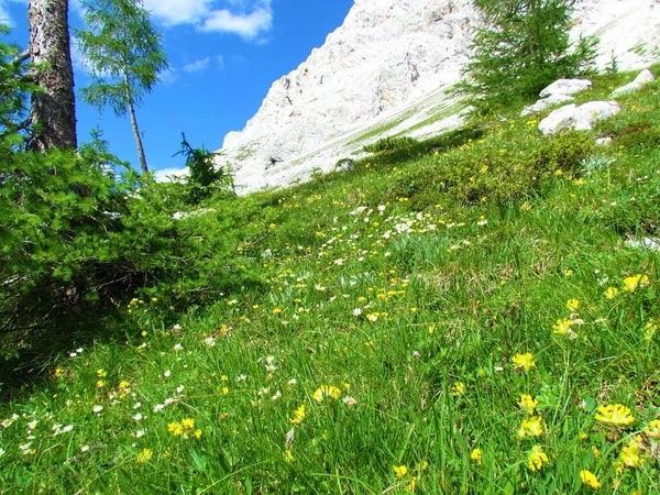 Prado Alpino Colorido Com Flores Brancas Amarelas Scree Montanhas Nas — Fotografia de Stock