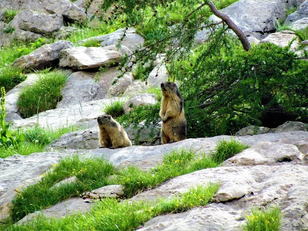 Para Alpejskiego Świstaka Marmota Marmota Warcie — Zdjęcie stockowe
