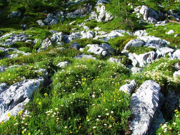 Alpenlandschap Met Rotsen Een Weiland Met Witte Bloeiende Bergavens Dryas — Stockfoto