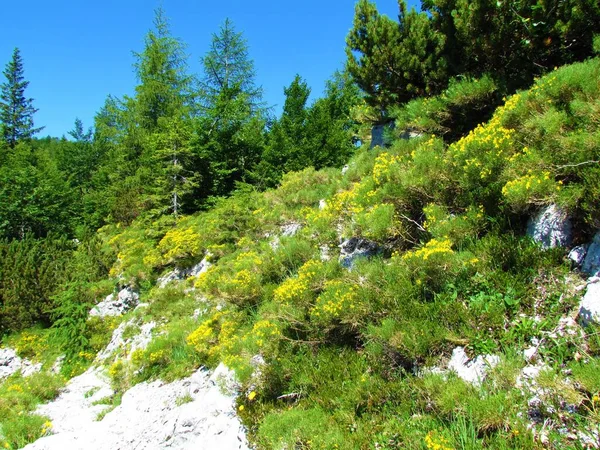 Žlutě Kvetoucí Keř Genista Radiata Kvetoucí Juliánských Alpách Slovinsko — Stock fotografie