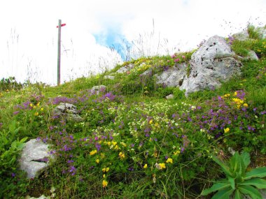 Sarı, mor ve pembe çiçekli renkli yaban bahçesi. Julian Alpleri ve Triglav Ulusal Parkı 'nda rock kekik (Acinos alpinus) ve at nalı vetch (Hippocrepis comosa).