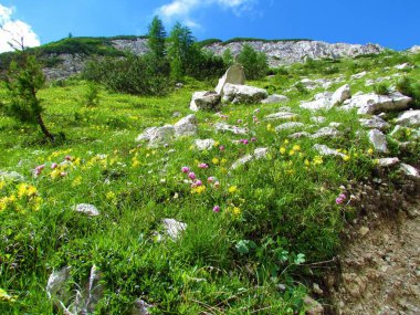 Alp çayırı sarı böbrek vetch (Anthyllis zaferia) ve pembe Armeria alpina çiçekleri ve mugo çamı, karaçam ağaçları ve Julian Alpleri ve Triglav ulusal parkında büyük kayalar, Slovenya