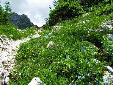Alp çiçekleriyle dolu bir çayırın yanından geçen yürüyüş patikası. Julian Alpleri ve Triglav Ulusal Parkı, Slovenya 'da mavi çiçekli Alp unutma beni