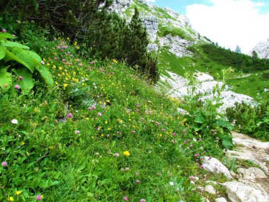 Yürüyüş yolunun yanında sarı ve pembe çiçekli renkli dağlık çayır Julian Alpleri ve Triglav Ulusal Parkı, Slovenya