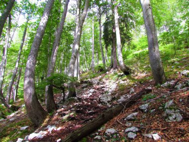 Slovenya 'daki tepe örtüsünde güneş ışığının parladığı geniş yapraklı kayın ormanlarından geçen yol