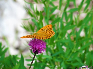 Turuncu gümüş renginde saçak (Argynnis paphia) erkek kelebek