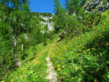 Julian Alpleri 'nde ve Slovenya' daki Triglav Ulusal Parkı 'nda güneşli bir günde, sarı çiçekleri ve tarla ağaçlarıyla yemyeşil bir çayır.