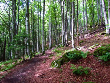 Güzel ılıman, yaprak döken, geniş yapraklı kayın ormanı. Slovenya 'da güneş ışığı parlıyor.
