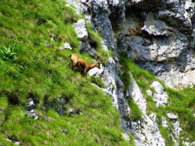 Chamois (Rupicapra rupicapra) kayaların üzerinde duruyor.