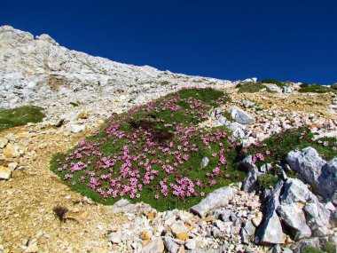 Slovenya 'nın Julian Alpleri' ndeki kayalık dağlık arazide büyüyen pembe çiçek açan Potentilla nitida çiçekleri