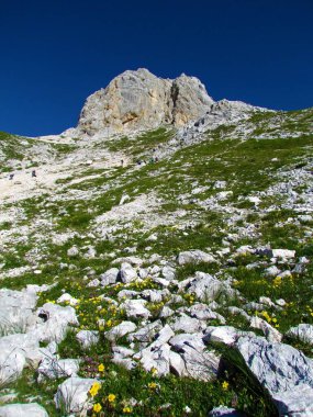 Sarı kaya gülleri (Helianthemum) ve Julian Alpleri ve Triglav Ulusal Parkı 'nın arkasında bir dağ zirvesi bulunan Rocky Alp arazisi, Slovenya