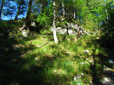 Broadleaf ormanı. Güneş ışığı yerde parlıyor.