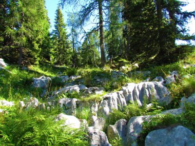 Julian Alpleri ve Triglav Ulusal Parkı, Slovenya 'da bulunan kozalaklı kozalaklı bir tarlakuşu ormanında dağ karst kaya oluşumu