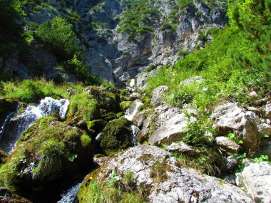 Slovenya 'nın Julian Alpleri' ndeki Tamar Vadisi 'ndeki Nadiza deresi yosunlarla kaplı.