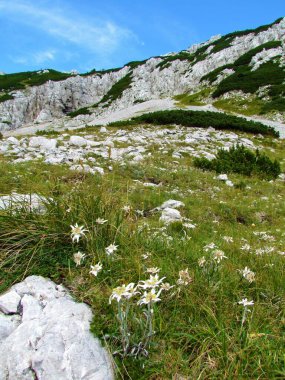 Karavanke dağları, Gorenjska, Slovenya 'da Edelweiss (Leontopodium nivale) çiçekli Rocky alp manzarası