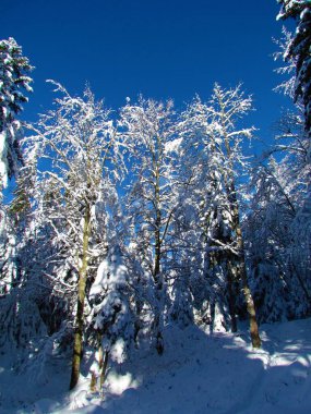 Kışın orman, karla kaplı ağaçlar.