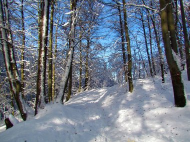 Kışın yaprak döken, ılıman, geniş yapraklı bir orman.
