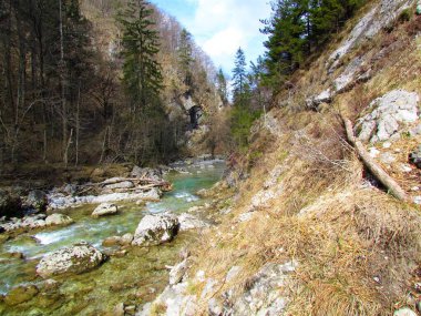 Iski Vintgar Vadisi 'ndeki güzel Iska nehri güneşli bir günde kıyılarda çıplak ağaçlarla doludur.