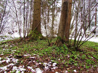 Bahar ağaçlı şakayık (Anemonoides nemorosa) çiçekleri çam ağaçlarının altında yetişiyor ve ormanın etrafı karla kaplanıyor.