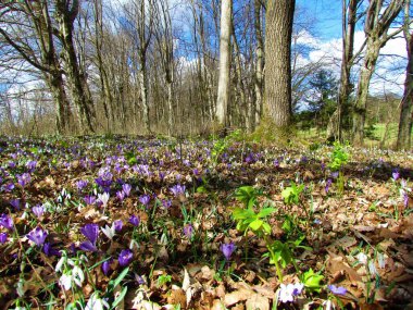 Orman zemininde beyaz ortak kardan oluşan renkli bir bahçe (Galanthus nivalis), mor ilkbahar gübresi (Crocus vernus) ve Avrupa boynuz demeti ve otursile meşe ormanı kokuları bulunur.