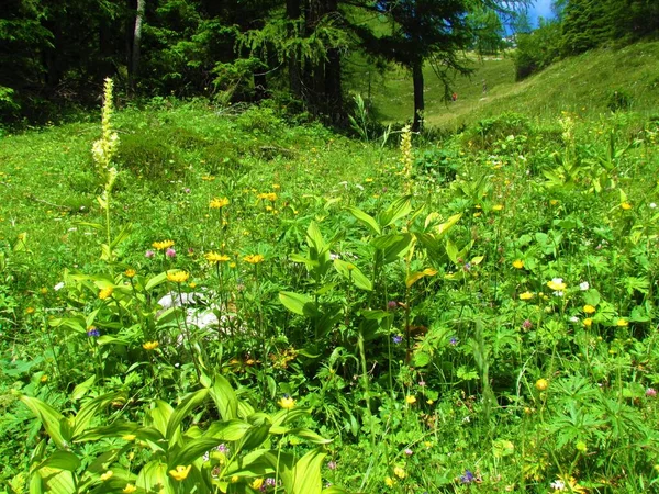 Üppige Vegetation Auf Einer Wiese Mit Gelben Blüten Und Falschem — Stockfoto