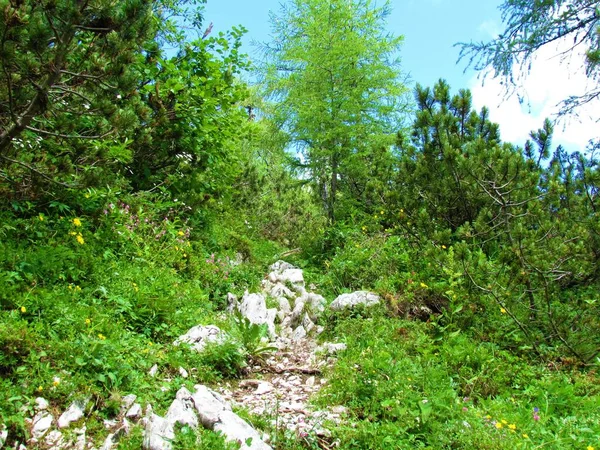 Pad Langs Alpenlandschap Met Lariksbomen Mugo Pine Julian Alps Triglav — Stockfoto