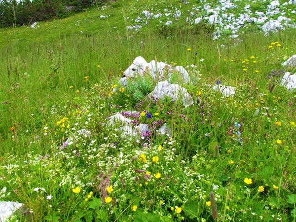 Farbenfroher Alpiner Felsenwildgarten Mit Gelben Weißen Und Rosa Blüten Umgeben — Stockfoto