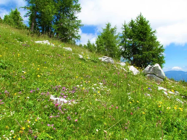 Kleurrijke Alpenweide Met Gele Witte Roze Bloemen Lariks Achter Julian — Stockfoto