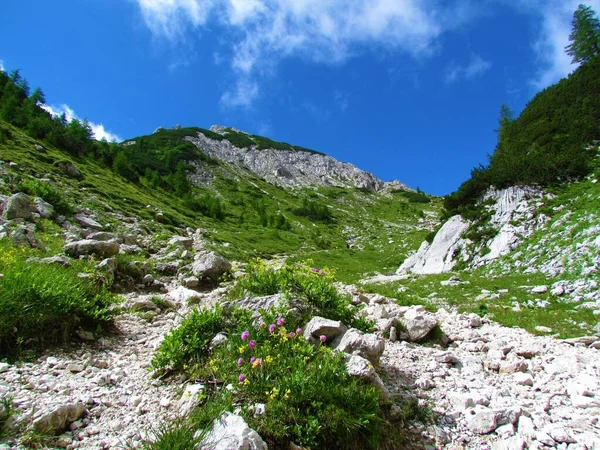 位于斯洛文尼亚朱利叶斯阿尔卑斯山和特里格拉夫国家公园的阿尔卑斯山谷 上面覆盖着青草和松木以及黄色和粉色的花朵 — 图库照片