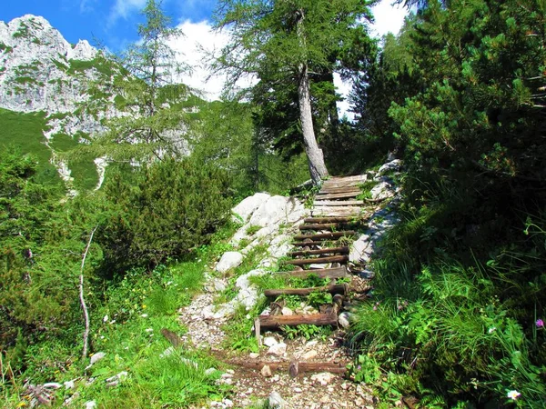 Staré Dřevěné Schody Alpské Krajině Modříny Mugo Borovicemi Horami Vzadu — Stock fotografie