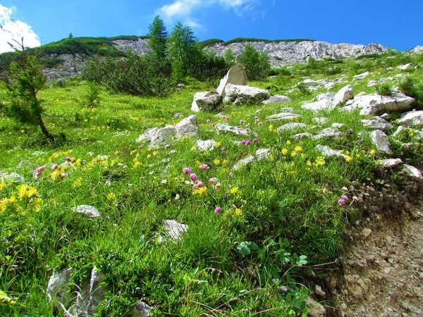 Pradera Alpina Con Veza Amarilla Común Riñón Anthyllis Vulneraria Flores — Foto de Stock