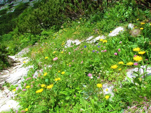 Hermoso Jardín Alpino Con Flores Amarillas Rosadas Junto Sendero Los —  Fotos de Stock