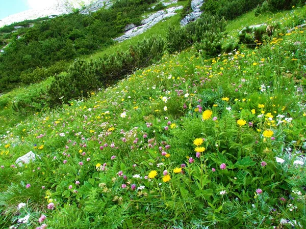 Colorful alpine meadow with pink red clover (Trifolium pratense) and other yellow and white flowers and alpine landscape with meadow and creeping pine behind in Julian alps, Slovenia