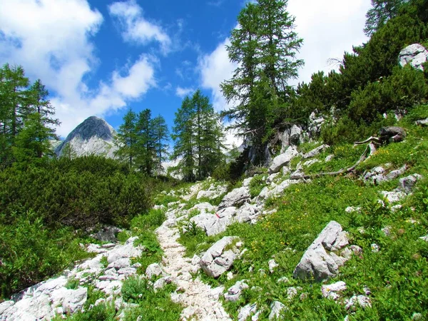 Hermoso Paisaje Alpino Con Grandes Rocas Pinos Mugo Alerces Pico — Foto de Stock